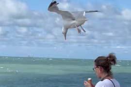 Mòng biển bay lơ lửng trên đầu cô gái và cái kết bất ngờ