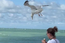 Mòng biển bay lơ lửng trên đầu cô gái và cái kết bất ngờ