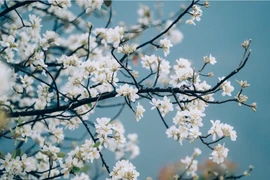 Mùa hoa sơn tra Nậm Nghiệp