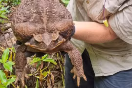 Loài cóc to nhất thế giới với kích thước gần bằng con mèo
