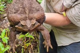 Loài cóc to nhất thế giới với kích thước gần bằng con mèo