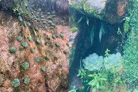 Hình ảnh sen đá xuất hiện trên đường lên đỉnh Fansipan gây chú ý