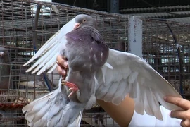 Nuôi loài chim xinh xắn, một hợp tác xã ở Phú Thọ lãi 3 tỷ đồng/năm