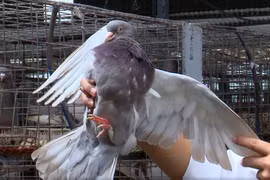 Nuôi loài chim xinh xắn, một hợp tác xã ở Phú Thọ lãi 3 tỷ đồng/năm