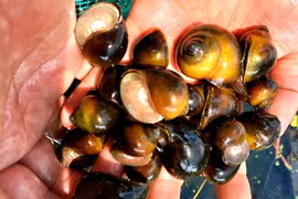 Nuôi đặc sản cho ăn toàn thứ bỏ đi, kiếm tiền triệu mỗi tháng