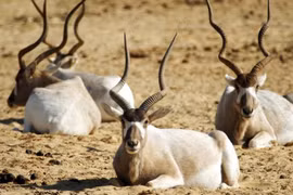 Những chiếc sừng và gạc ấn tượng trong thế giới động vật 