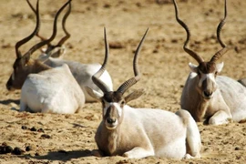 Những chiếc sừng và gạc ấn tượng trong thế giới động vật 