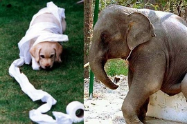 Phát hiện 'luật đi tè' của động vật 