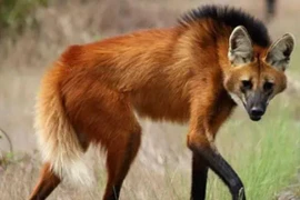 Loài chó thích ăn quả, sở hữu đôi chân dài thướt tha