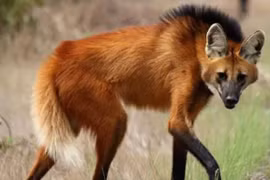 Loài chó thích ăn quả, sở hữu đôi chân dài thướt tha