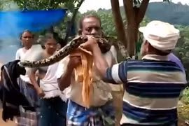 Video: Gay cấn màn giải cứu người đàn ông bị trăn siết cổ