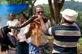 Video: Gay cấn màn giải cứu người đàn ông bị trăn siết cổ