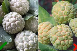 Na vào mùa, mẹo chọn ngon ngọt, nhiều cùi, ít hạt