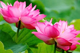 Những người tốt với bạn, đừng trả ơn bằng bữa ăn hay quà