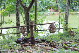 9x Phú Thọ thu về hàng chục triệu đồng nhờ nghề lạ