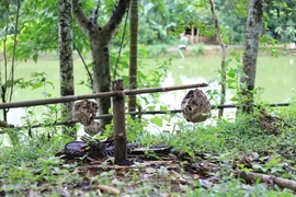 9x Phú Thọ thu về hàng chục triệu đồng nhờ nghề lạ