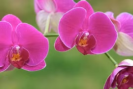 Người sinh vào 5 ngày Âm lịch không ngại khó khăn, về sau no đủ