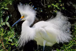 Ngắm bộ lông tuyệt đẹp của cò Tuyết 