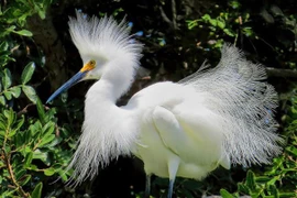 Ngắm bộ lông tuyệt đẹp của cò Tuyết 