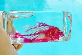 Cô gái 17 tuổi đam mê nhuộm xương động vật