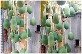 Cây đu đủ mọc quả siêu dị, chủ nhân định giá nghe mà “choáng“