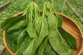 5 không khi ăn loại rau giàu dinh dưỡng nhất hành tinh