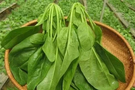 5 không khi ăn loại rau giàu dinh dưỡng nhất hành tinh