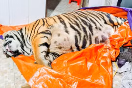 Ông chủ căn nhà nơi phát hiện con hổ nặng 2,5 tạ ra đầu thú