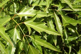 Loại cây được mệnh danh là 'nhân sâm của người nghèo'