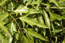 Loại cây được mệnh danh là 'nhân sâm của người nghèo'