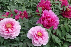 Người xưa nói: 5 loài hoa gặp dữ hóa lành