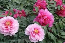 Người xưa nói: 5 loài hoa gặp dữ hóa lành