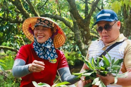 Bán tấm chân tình trong từng quả vải, cả đời trồng cây chưa ai ngờ 