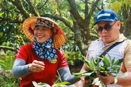 Bán tấm chân tình trong từng quả vải, cả đời trồng cây chưa ai ngờ 