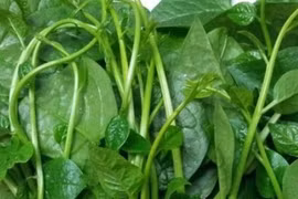 Mồng tơi phun kích thích 10 tiếng vươn dài 30cm có đặc điểm này