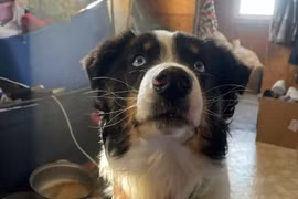 Chó lạc ở Mỹ 'phượt' hơn 240 km