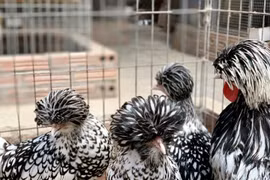 Mốt mua gà kiểng độc dị làm quà biếu Tết