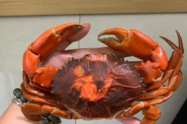 Cua hai da vào mùa nhiều nơi không đủ hàng để bán