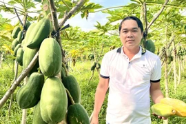 Nông dân Sóc Trăng thu trăm triệu đồng nhờ trồng thứ đu đủ này