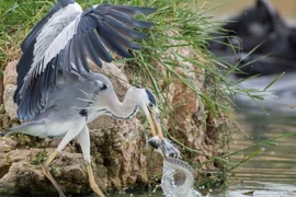 Cận cảnh mà cướp mồi ngoạn mục từ miệng rắn của chim diệc