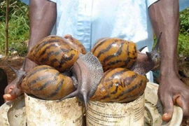 5 loài động vật có thể bạn sẽ không tin là chúng tồn tại