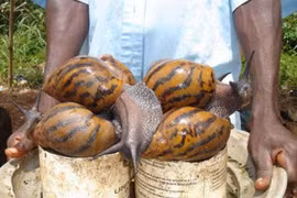 5 loài động vật có thể bạn sẽ không tin là chúng tồn tại