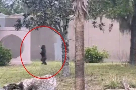 Phát hiện khỉ đột trong vườn thú đi thẳng đứng! Nó đã phát triển?