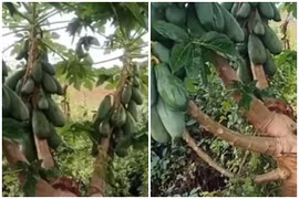 Cây đu đủ “đột biến”, netizen định giá nghe con số mà choáng