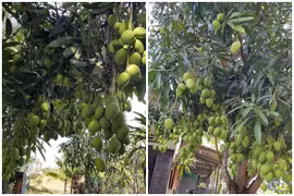 Xuất hiện cây xoài sai quả, chị em xin muối ớt ầm ầm