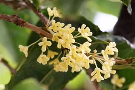 3 loại hoa phú quý càng trồng càng mang tài lộc cho gia chủ