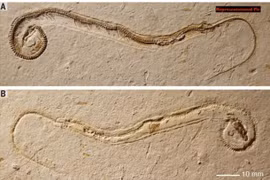Hóa thạch rắn khổng lồ 35 triệu năm được khai quật với chiều dài gần 10m