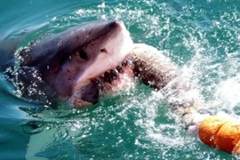 Đi tìm vụ cá mập tấn công con người lớn nhất được ghi nhận