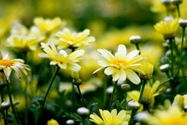 3 con giáp phát tài thuận lợi, phất lên như diều gặp gió