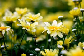 3 con giáp phát tài thuận lợi, phất lên như diều gặp gió